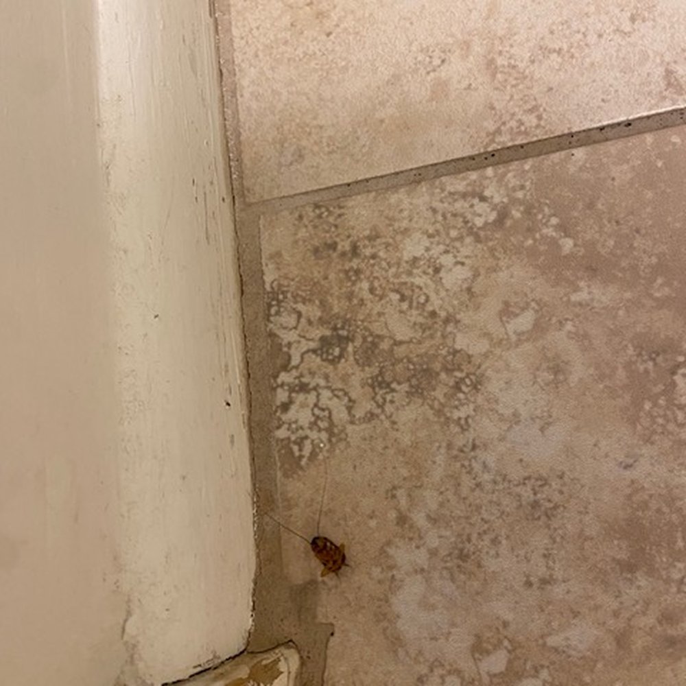 REBL Rentals - another dead roach - Vacation Rentals Near Me REBL Rentals - another dead roach - Vacation Rentals Near Me