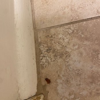 REBL Rentals - another dead roach - Vacation Rentals Near Me