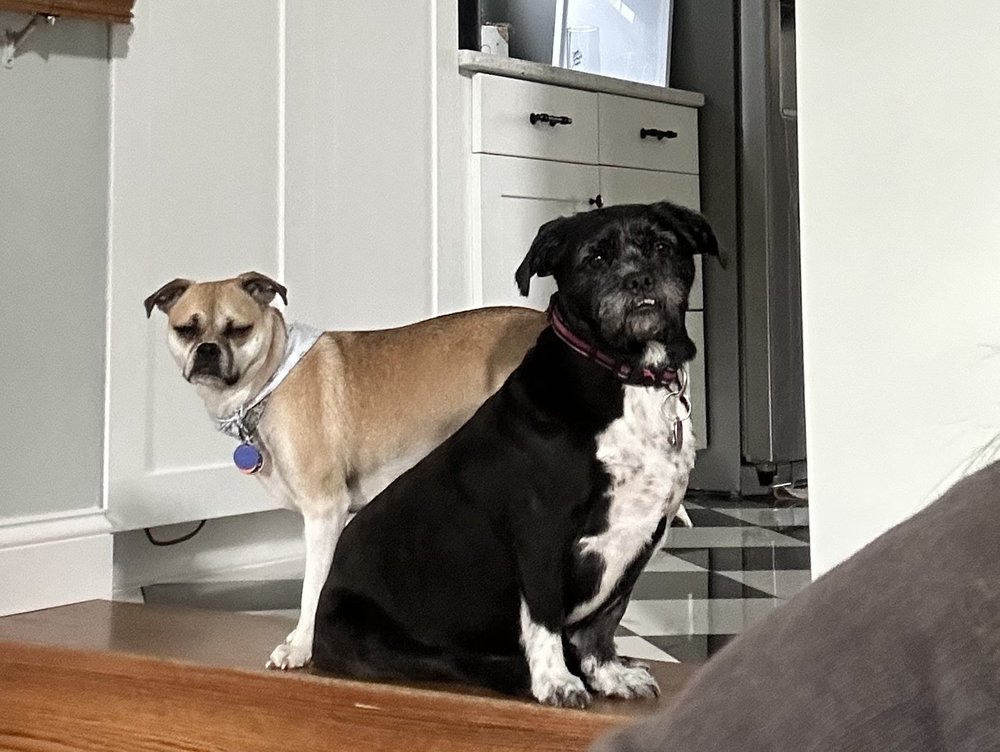 ALL STAR PET GROOMING 51 Photos & 13 Reviews 200 Blair Mill Rd