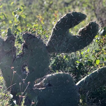 Garrapata State Park - Cactus art. ? - Hiking Near Me Garrapata State Park - Cactus art. ? - Hiking Near Me