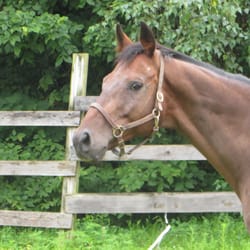 Haycock Riding Stables
