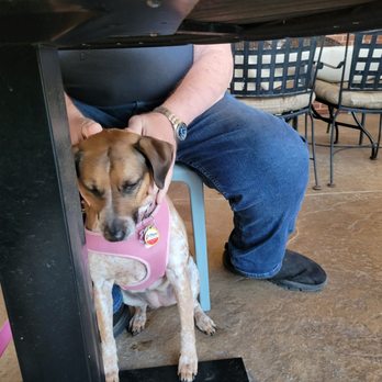 Lita's La Mexicana - Taking our fur baby for a night out at Lita's - Mexican Near Me - Plano, Texas