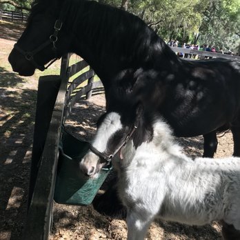 Gypsy Gold Horse Farm - Walking Tours Near Me - Ocala, Florida Gypsy Gold Horse Farm - Walking Tours Near Me - Ocala, Florida