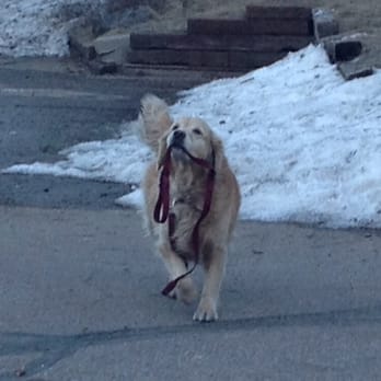 The Dillinger - Kya is kind, forgiving, crazy, full of life at 9 yrs, always happy, always ready for walks, tolerates small and larger dogs, loves eating. - Bars Near Me - Boulder City, Nevada