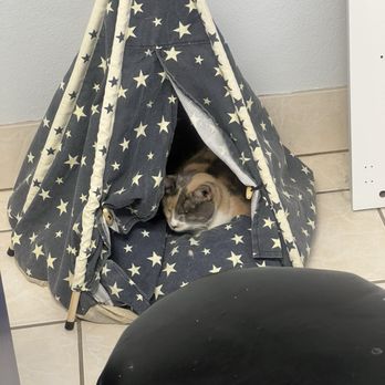 Riverside Cat Hospital - Cleo, the resident dilute calico who is very smart and soft! - Veterinarians Near Me - Riverside, California Riverside Cat Hospital - Cleo, the resident dilute calico who is very smart and soft! - Veterinarians Near Me - Riverside, California