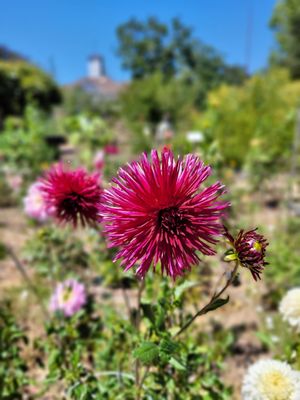 Luther Burbank Home & Gardens by null