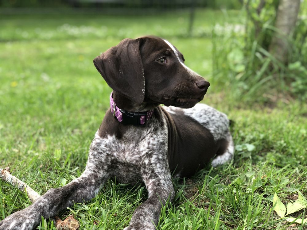 MUDDY PAWS FARM AND KENNEL Updated October 2024 Request Information