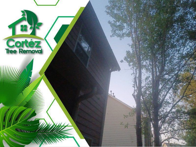 Slide of Cortez Tree Removal