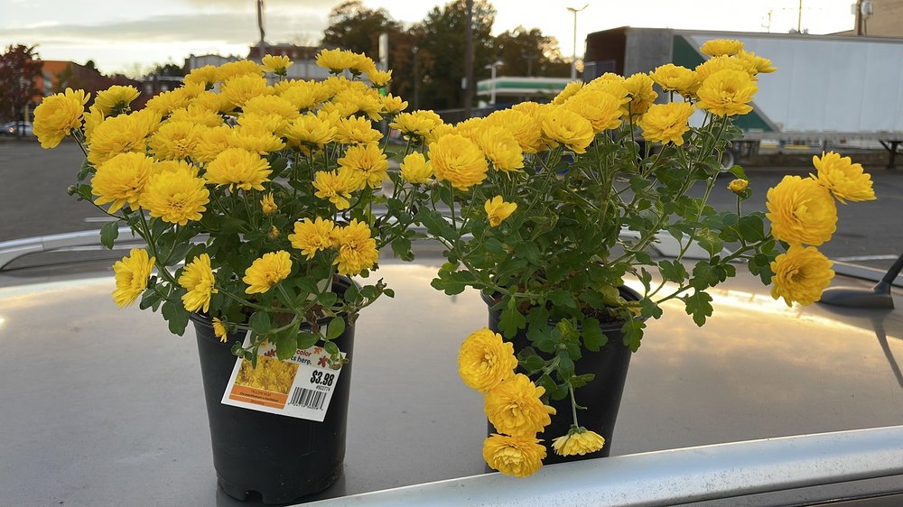 Open for Business LOWE’S HOME IMPROVEMENT 13 Photos & 51 Reviews