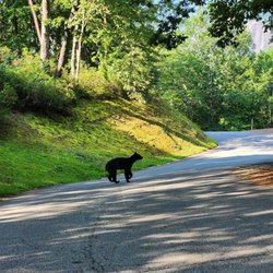 Rumbling Bald on Lake Lure - Skipping across the road on twinkly toes... these bears seem like pretty happy bears