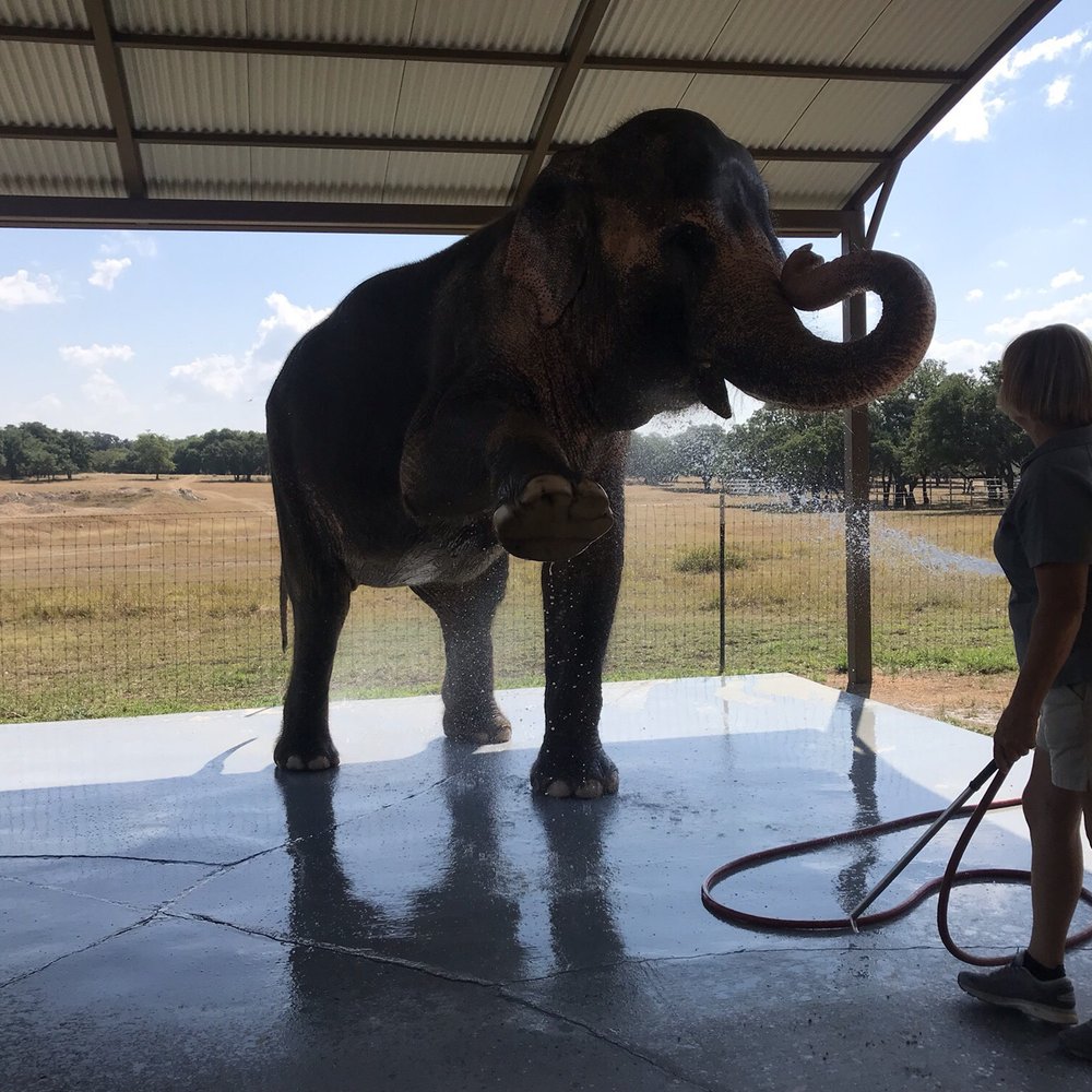 The Preserve - Bath time - Zoos Near Me - Fredericksburg, Texas