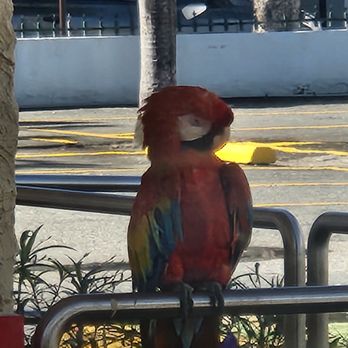 Church's Chicken - Parrot outside of Churches - Fast Food Near Me - Carolina, Puerto Rico Church's Chicken - Parrot outside of Churches - Fast Food Near Me - Carolina, Puerto Rico