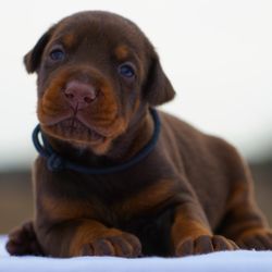 Executive Order Dobermans