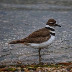Edsel & Eleanor Ford House - Killdeer on the shore