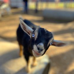 Sharkarosa Wildlife Ranch - Goat