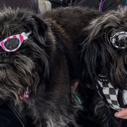 dog daycare manhattan