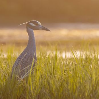San Joaquin Marsh Wildlife Sanctuary - Yellow-crowned Night Heron at sunset | IG @moniquedao - Parks Near Me - Irvine, California San Joaquin Marsh Wildlife Sanctuary - Yellow-crowned Night Heron at sunset | IG @moniquedao - Parks Near Me - Irvine, California