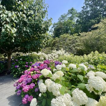 Heritage Museums & Gardens - Hydrangea Display July 2024 - Botanical Gardens Near Me - Sandwich, Massachusetts Heritage Museums & Gardens - Hydrangea Display July 2024 - Botanical Gardens Near Me - Sandwich, Massachusetts