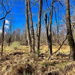 Betzwood Park - Betzwood Park