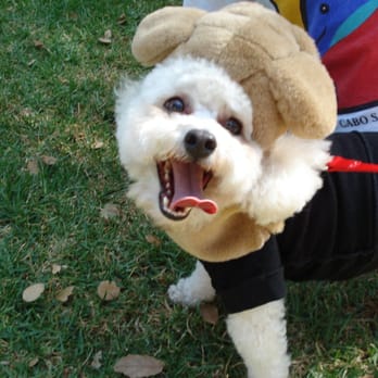 Bark In the Park - Festivals Near Me - San Jose, California Bark In the Park - Festivals Near Me - San Jose, California
