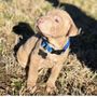 Rowan County Animal Shelter