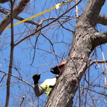 TLC Tree & Land - Installing cable to extend the life of the tree safely - Tree Services Near Me TLC Tree & Land - Installing cable to extend the life of the tree safely - Tree Services Near Me