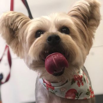 Dot's Spot Pet Grooming - Pet Groomers Near Me