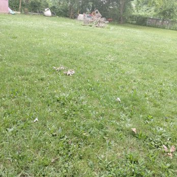 1Stop Repa1rs - a dog in a grassy field - Handyman Near Me 1Stop Repa1rs - a dog in a grassy field - Handyman Near Me
