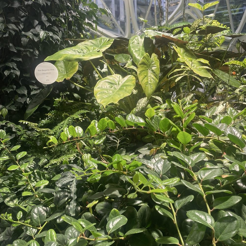 Amazon Spheres - Botanical Gardens Near Me - Seattle, Washington Amazon Spheres - Botanical Gardens Near Me - Seattle, Washington