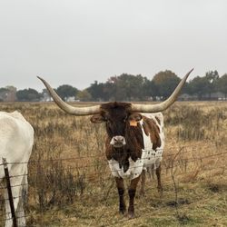 Trinity Valley Ranch