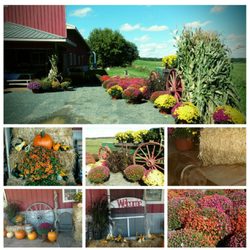 Pure N Simple - Fall Time