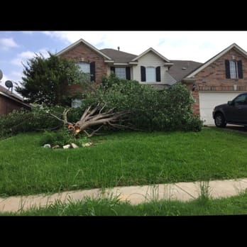 S&P Tree Service - Brad ford pears are known for their week branch unions. They split very easily with storms or strong wind. Call us today - Tree Services Near Me - Grand Prairie, Texas S&P Tree Service - Brad ford pears are known for their week branch unions. They split very easily with storms or strong wind. Call us today - Tree Services Near Me - Grand Prairie, Texas