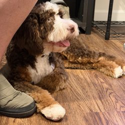 Neighborhood Pet Pawlor