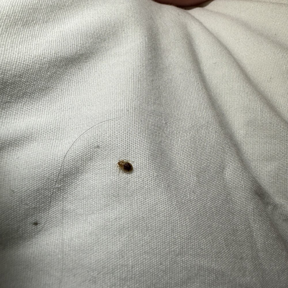Motel 6 - Bed bug on pillow - Hotels Near Me - Turlock, California Motel 6 - Bed bug on pillow - Hotels Near Me - Turlock, California