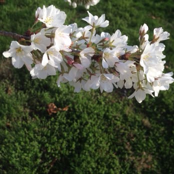 Hains Point - Parks Near Me - Washington, DC, District of Columbia
