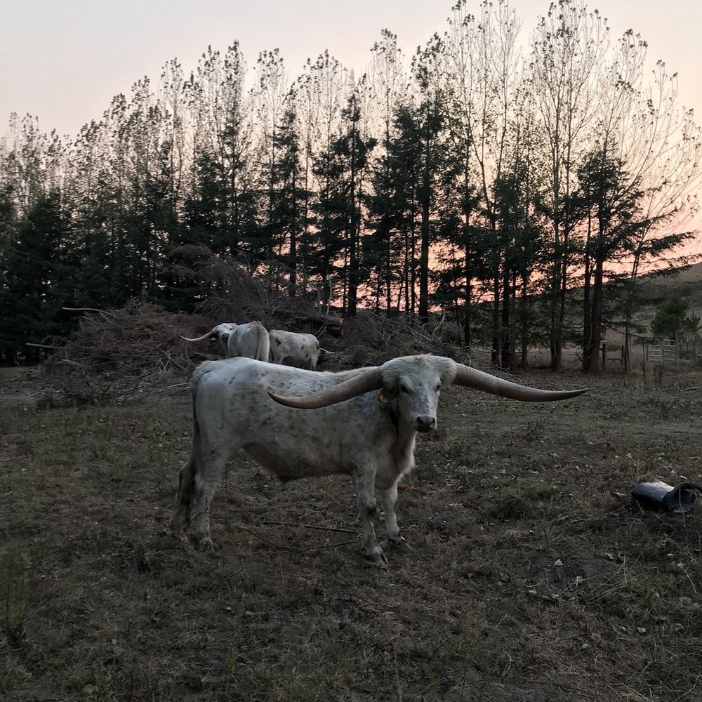 Sonoma Coast Villa - The South African steer are a sight to see, I enjoyed feeding them grass. - Hotels Near Me - Bodega, California Sonoma Coast Villa - The South African steer are a sight to see, I enjoyed feeding them grass. - Hotels Near Me - Bodega, California