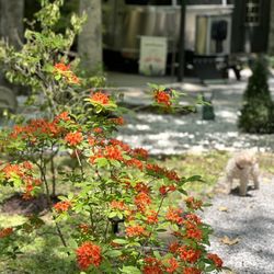 Tennessee Cumberland Plateau Campground - More beauty