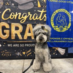 Rocco at his canine good citizen graduation!