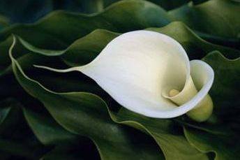 The Center for Assessment