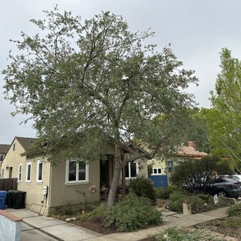 Thrifty Tree Service - Trimmed Oak and Manzanita - Tree Services Near Me - Tarzana, California Thrifty Tree Service - Trimmed Oak and Manzanita - Tree Services Near Me - Tarzana, California