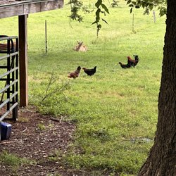 Broken Spoke Farm - Animals