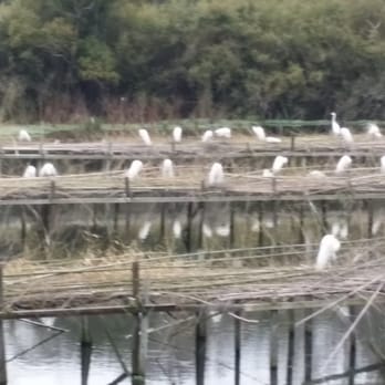 Jungle Gardens - Hundreds are bird city - Botanical Gardens Near Me - Avery Island, Louisiana
