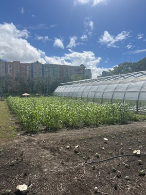 Meacham Urban Farm by null