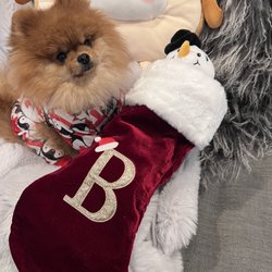 Animal Medical Center at Fort Sheridan - Mr Buttons 2023
