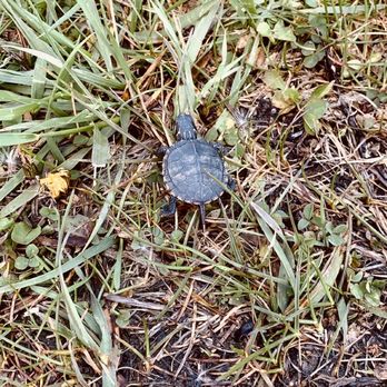 Deer Grove West - Hi little friend!! Make sure to watch where you step as these little snapping turtles can be found on the paths!! - Parks Near Me - Palatine, Illinois