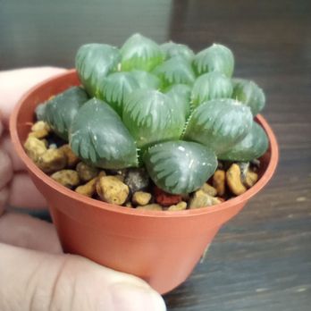 Centre de Jardin Brossard - My newest plant. Gifted to me by my sister-in-law and brother. Haworthia Cooperi Ice Lantern. $12.99. So cute! - Nurseries & Gardening Near Me - Brossard, Quebec