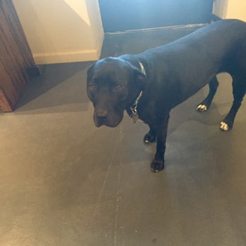 Amphora Winery - Rikki, their sweet black lab dog. - Wineries Near Me - Healdsburg, California Amphora Winery - Rikki, their sweet black lab dog. - Wineries Near Me - Healdsburg, California