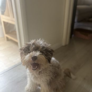 Whats Up Doods - Pet Services Near Me - Tuolumne, California Whats Up Doods - Pet Services Near Me - Tuolumne, California