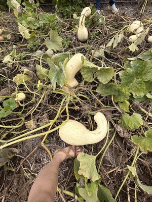 Seed Savers Exchange by null