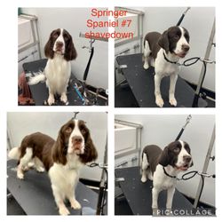 Mans Best Friend Mobile Grooming - Springer